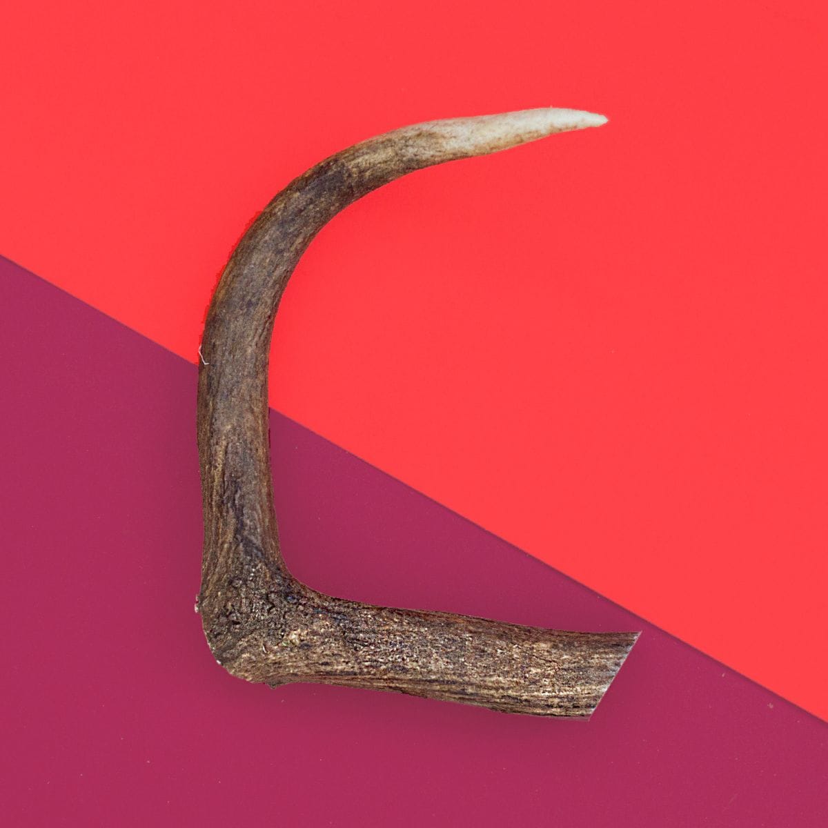 Natural Deer Antler Dog Chew