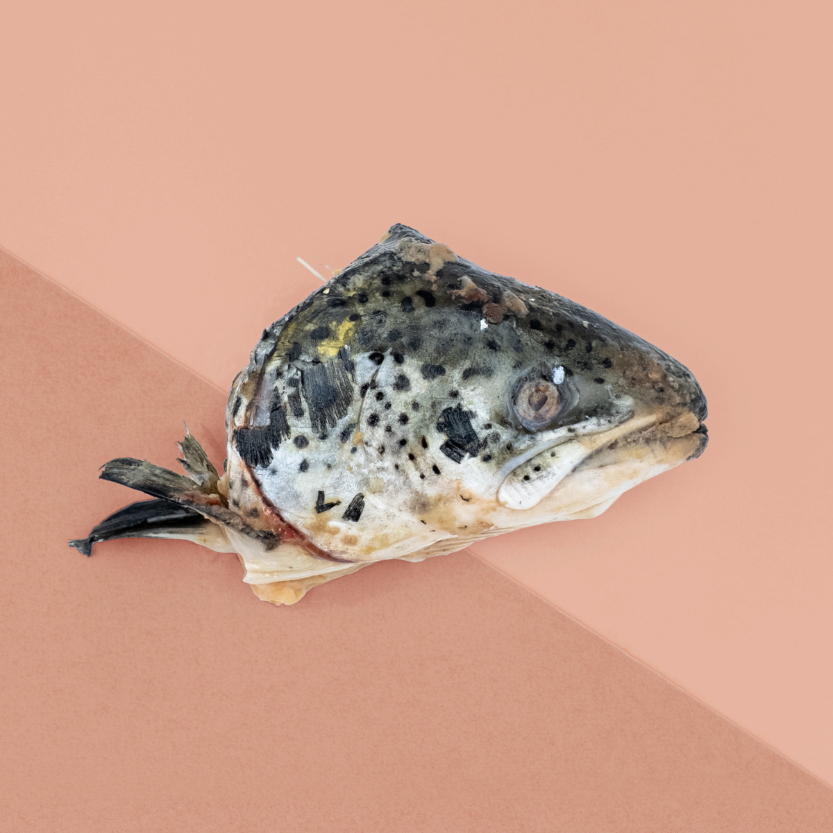 2 Salmon Heads