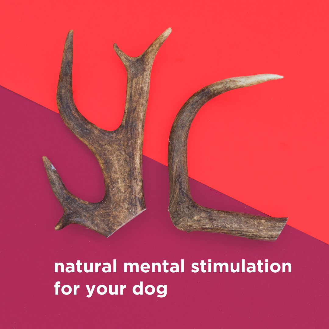 Natural Deer Antler Dog Chew