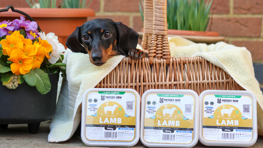 5 Easy Raw Dog Food Recipes