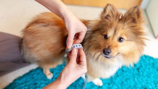 A Guide to Finding the Best Raw Dog Food for Weight Loss