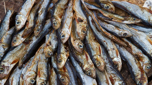 Are Dried Sprats Good for Dogs?