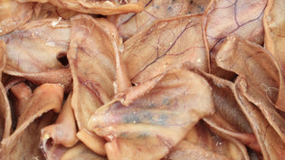  Are Pigs' Ears Good for Dogs?