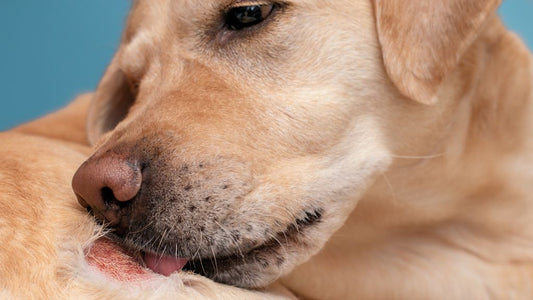 Best Raw Dog Food for Itchy Skin