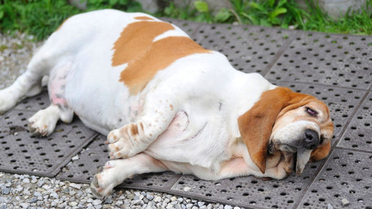 Bloat in Dogs: Dog Bloat Timeline