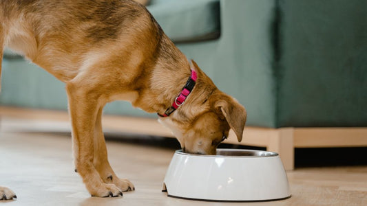 Can Dogs Eat Raw Mince?