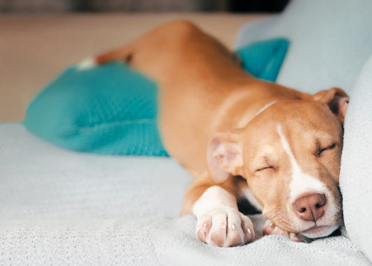 Canine Origins: The Historical Roots Of A Raw Dog Food Diet