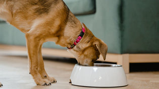  Feeding Dogs Raw Beef