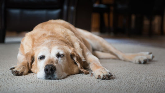 Food For a Dog With Pancreatitis
