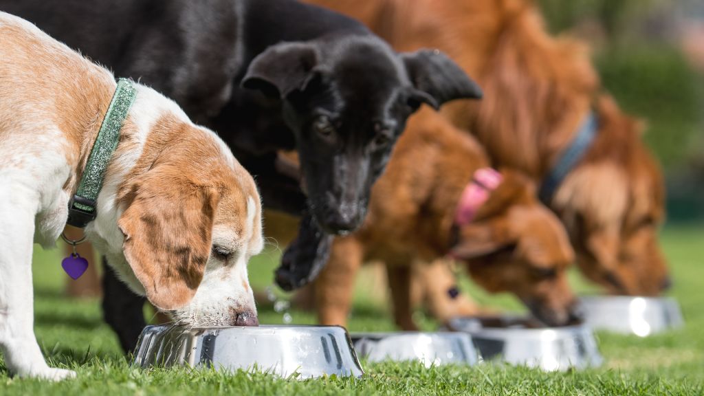 How Long Does Raw Dog Food Take to Digest?