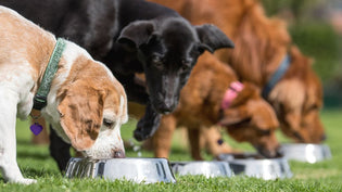  How Long Does Raw Dog Food Take to Digest?