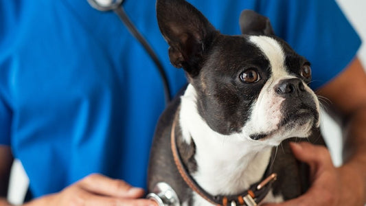 Is Raw Dog Food Good for Heart Disease?