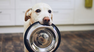  Is Raw Food Better for Dogs?