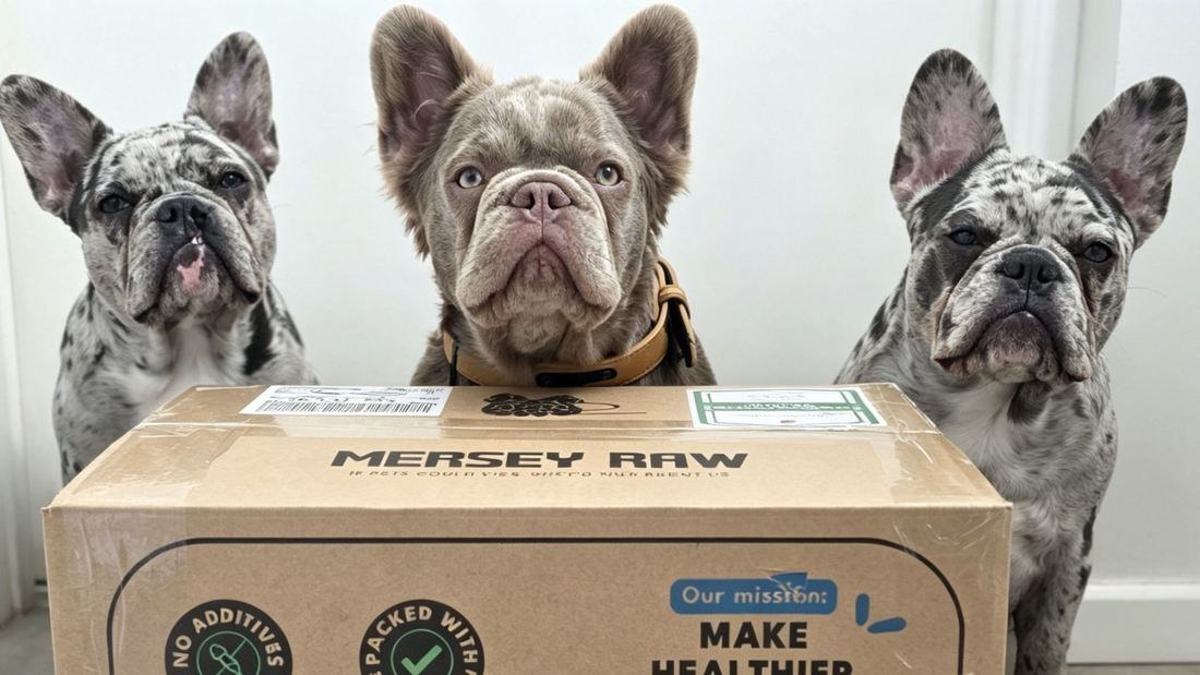 Is Raw Dog Food Good for Heart Disease?