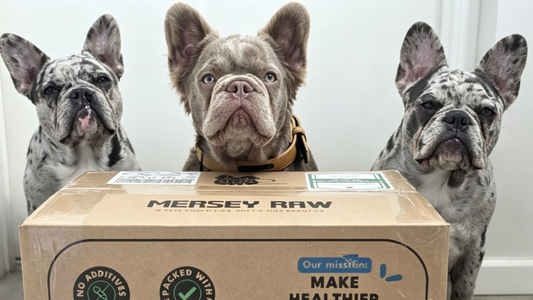 Is Raw Dog Food Good for Heart Disease?