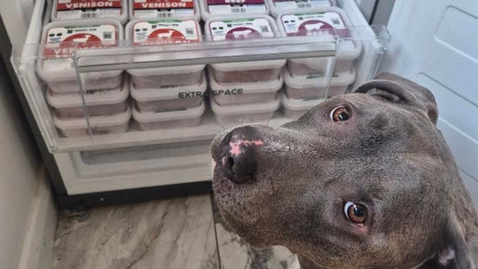 Is Raw Food Good for Dogs? The Benefits