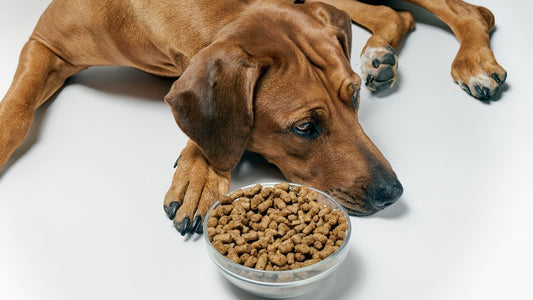 My Dog Won’t Eat Kibble or Dry Food: Is Something Wrong?