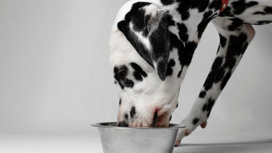 Raw Dog Food Feeding Guide