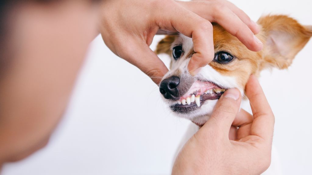 Raw Dog Food & Dental Health