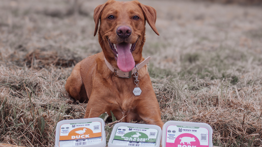Raw Dog Food Diet for Kidney Disease