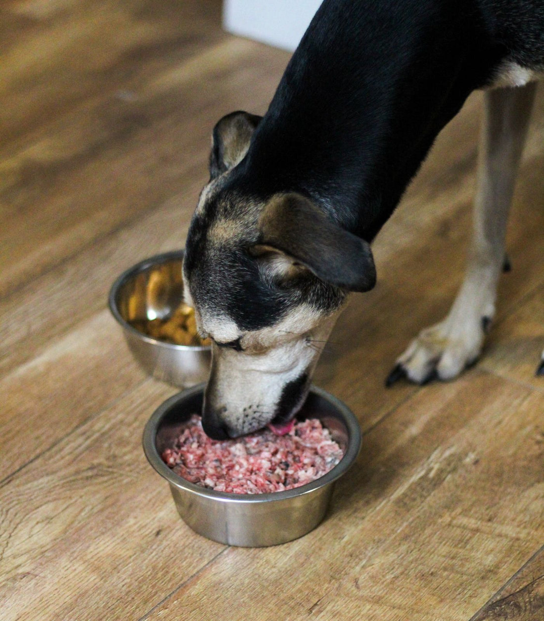 How To Spot And Treat Dog Allergies
