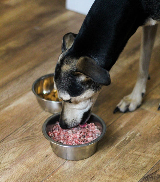 How To Spot And Treat Dog Allergies