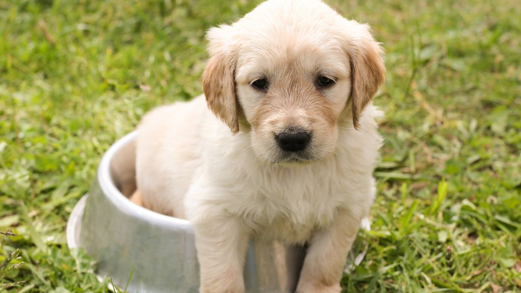 Starting a Raw Diet for Puppies