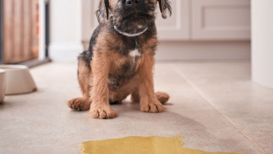 The Benefits of Raw Dog Food for Urinary Health