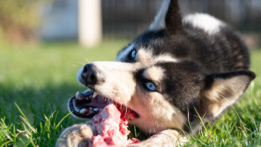 The Best Natural Treats for Dogs 