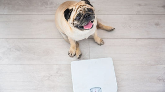 The Best Raw Dog Food for Weight Gain