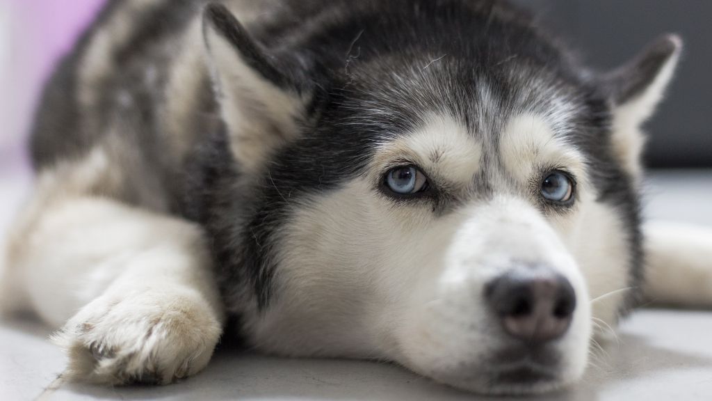 Photo inspiration: Fresh Look at The Best Treats For Dogs With Pancreatitis