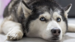  The Best Treats for Dogs With Pancreatitis