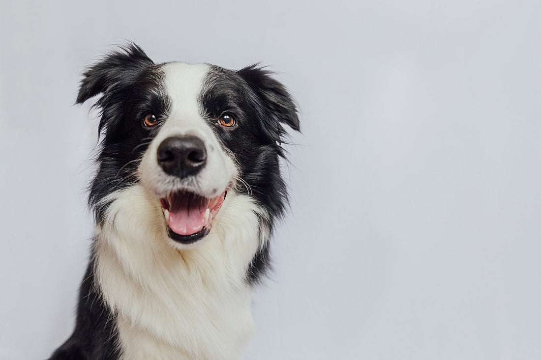 The Benefits Of Natural Raw Dog Food For Your Pet