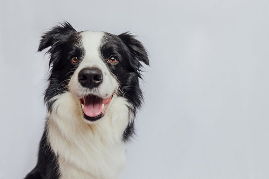 The Benefits Of Natural Raw Dog Food For Your Pet