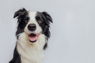 The Benefits Of Natural Raw Dog Food For Your Pet