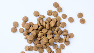  What is Kibble?