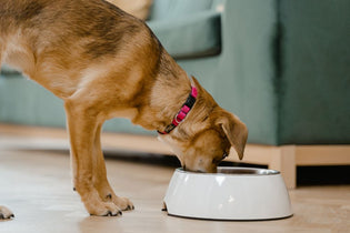  What is Tripe Dog Food? The Benefits