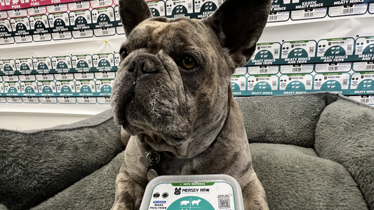 What is Tripe Dog Food? The Benefits