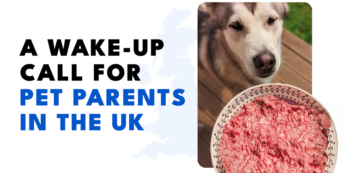 THE MOST COMMON DISORDERS IN DOGS IN THE UK