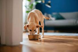 Raw Complete Dog Food Vs Kibble: An In-Depth Buyer’s Guide
