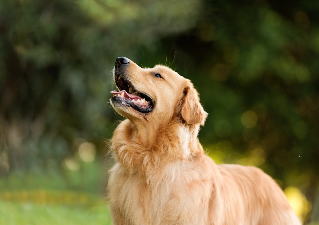 Healthy Raw Dog Food: A Comprehensive Guide To Your Options