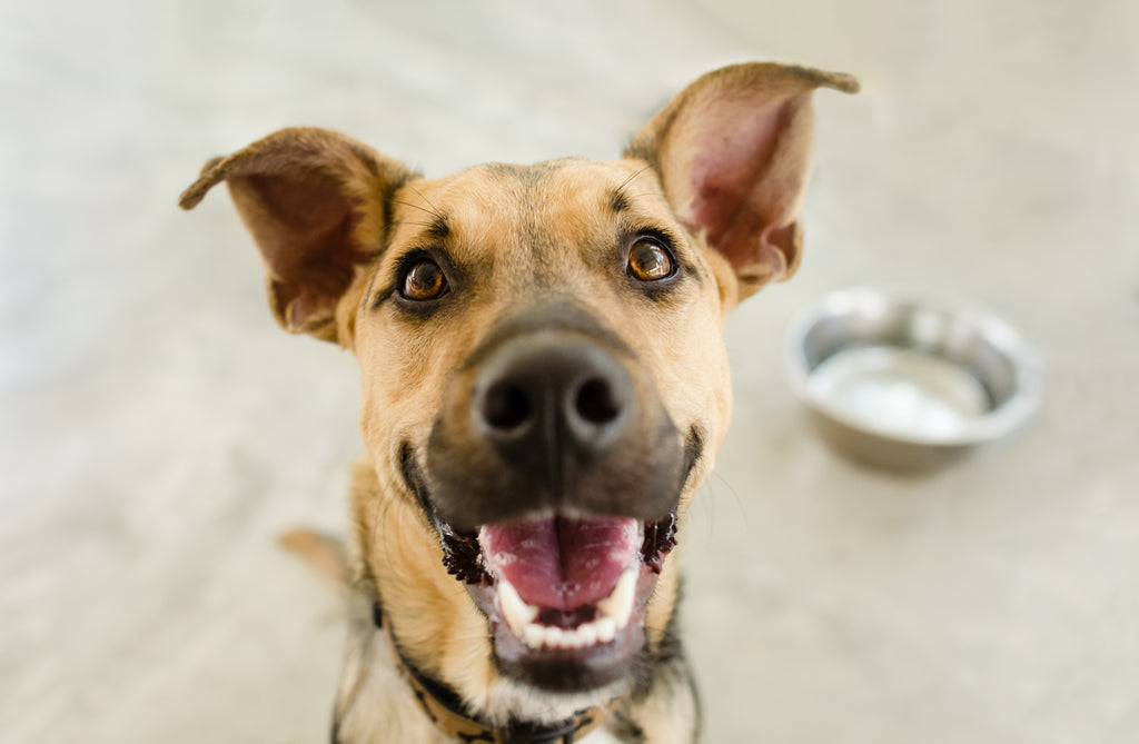Alternative to grain free dog food online