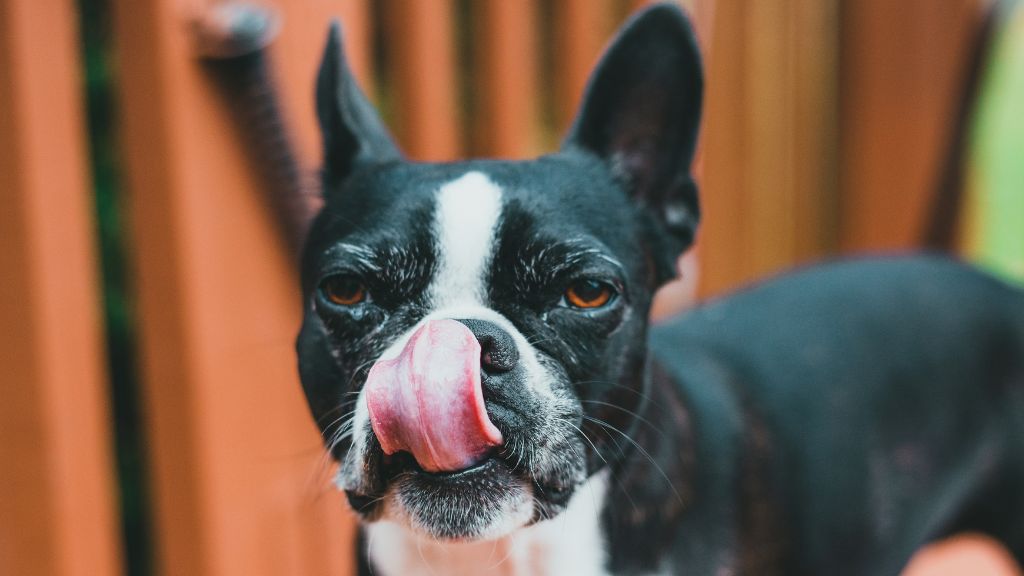 Is Bone Broth Good for Dogs?