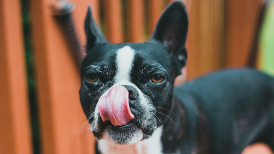 Is Bone Broth Good for Dogs?
