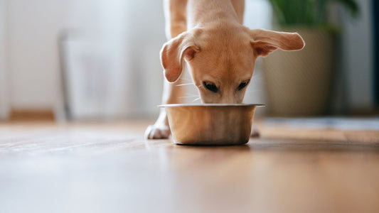 Meaty Meals: What To Include In Your Pet’s Raw Dog Food Diet
