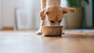  Meaty Meals: What To Include In Your Pet’s Raw Dog Food Diet