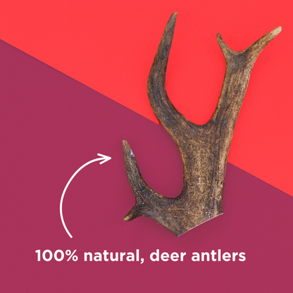 Natural Deer Antler Dog Chew