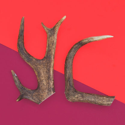 Natural Deer Antler Dog Chew