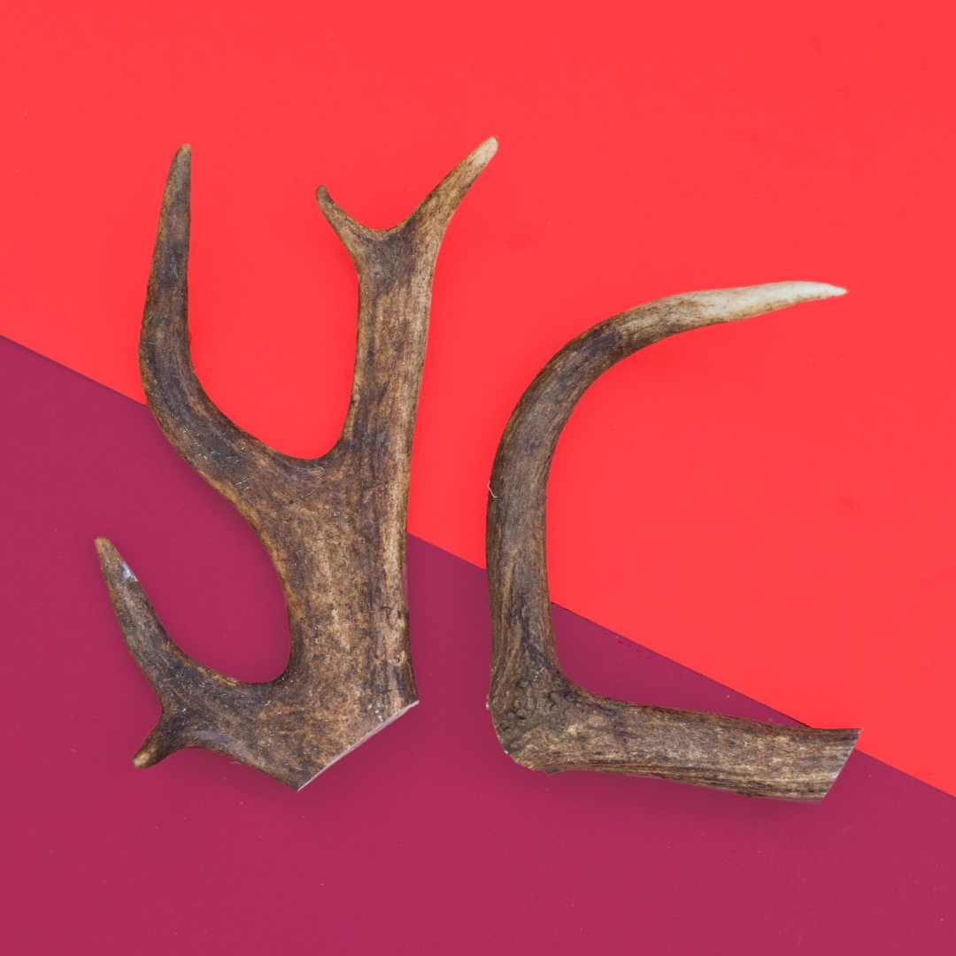 Natural Deer Antler Dog Chew
