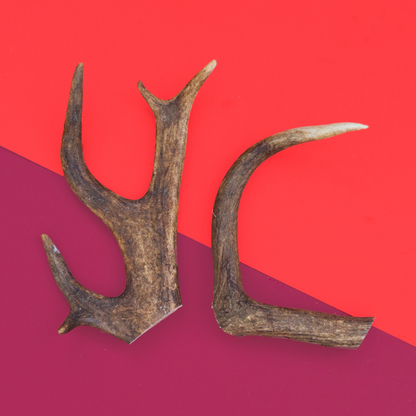 Natural Deer Antler Dog Chew